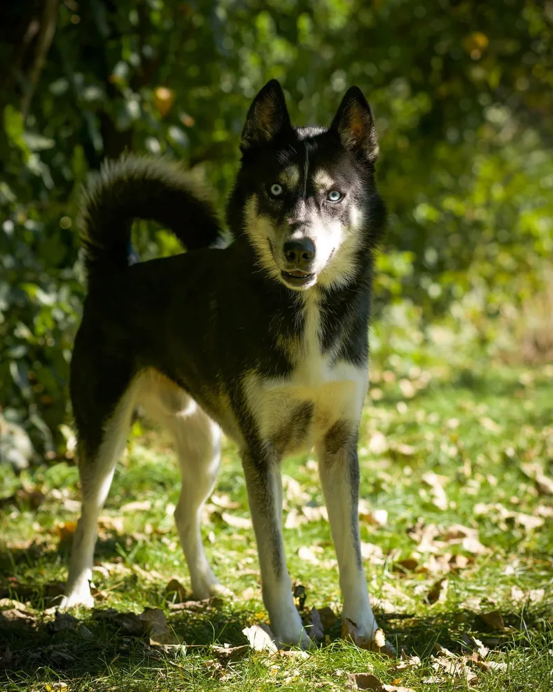 An adult medium-sized male Black Husky dog named Nitro Circus for adoption in Bridgeport, CT