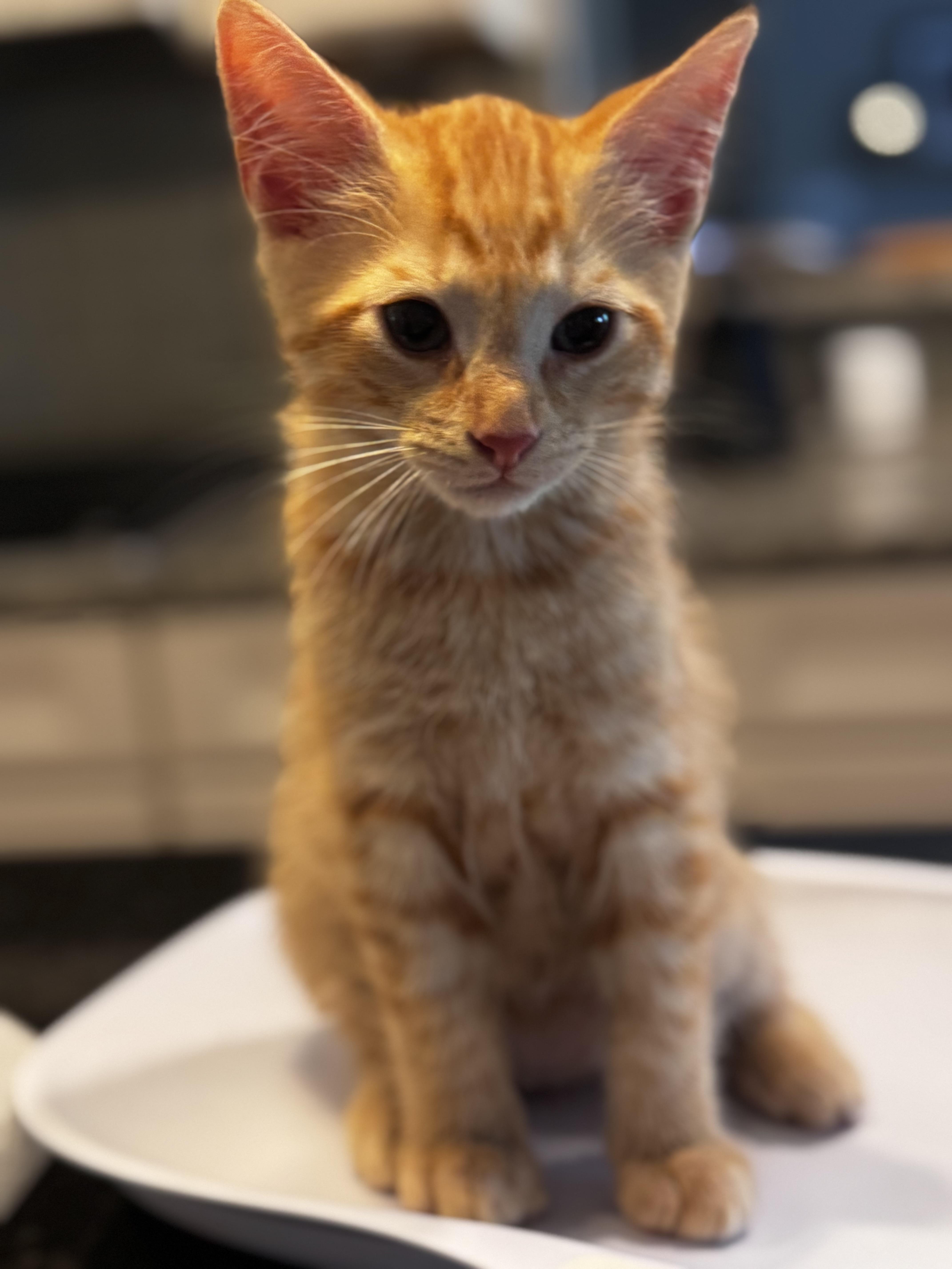 A baby medium-sized male Tabby (Orange / Red) Domestic Short Hair cat named Sushi for adoption in Greensboro, NC