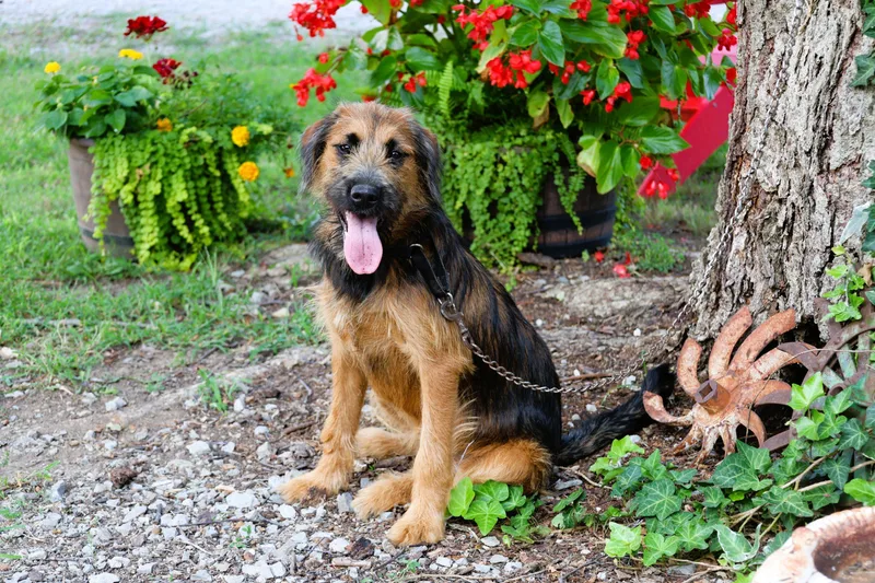 A baby large-sized female Brown / Chocolate Labradoodle dog named Ginger for adoption in Humboldt, TN