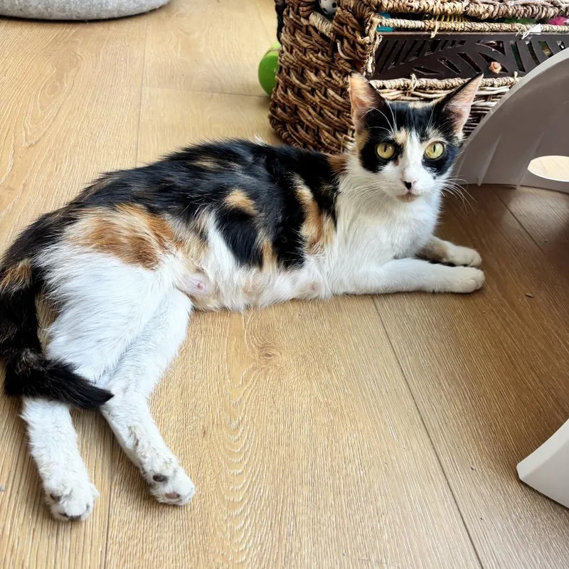 A young small-sized female Calico Domestic Short Hair cat named Big Gulp for adoption in Long Beach, CA