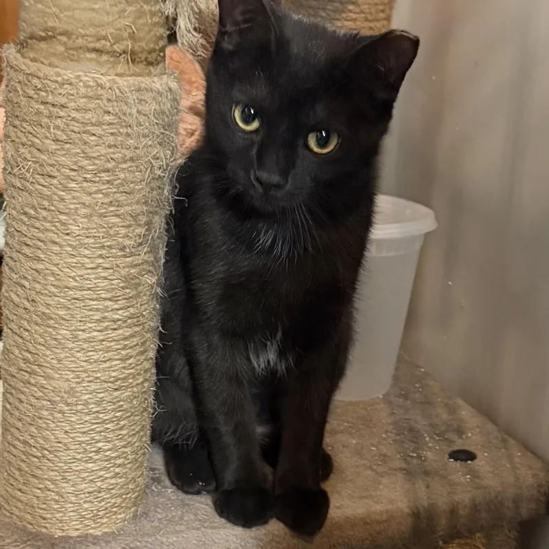 A young small-sized female Black Domestic Short Hair cat named Teelah for adoption in Maple Shade, NJ