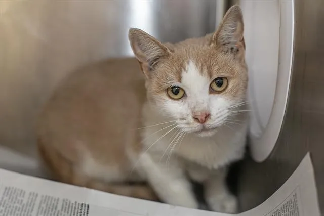 An adult large-sized female Domestic Short Hair cat named A for adoption in Charlotte, NC