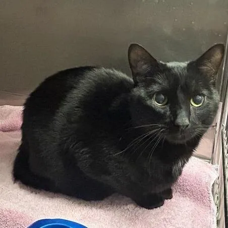 An adult medium-sized male Black Domestic Short Hair cat named Snorkeling Parakeet for adoption in Davenport, IA
