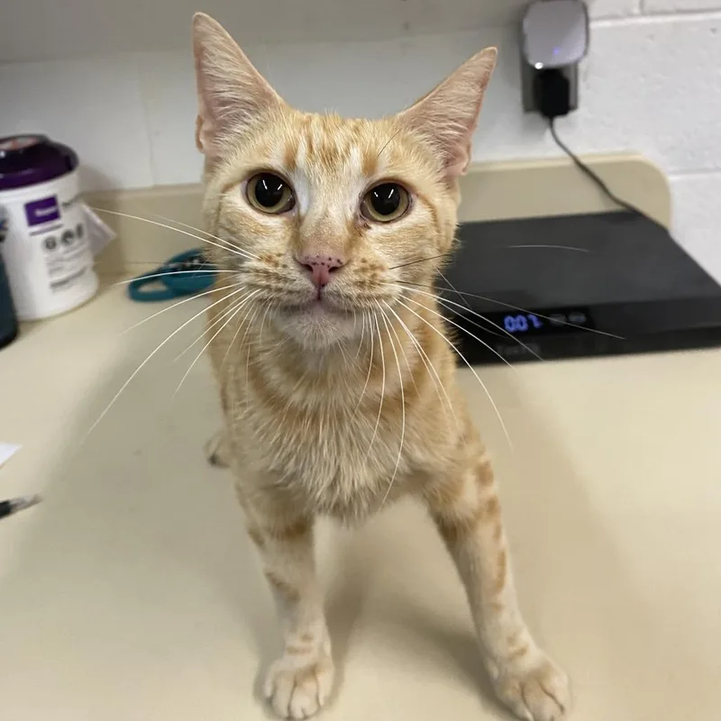 An adult medium-sized female Orange / Red Domestic Short Hair cat named Sassy for adoption in Ardmore, OK