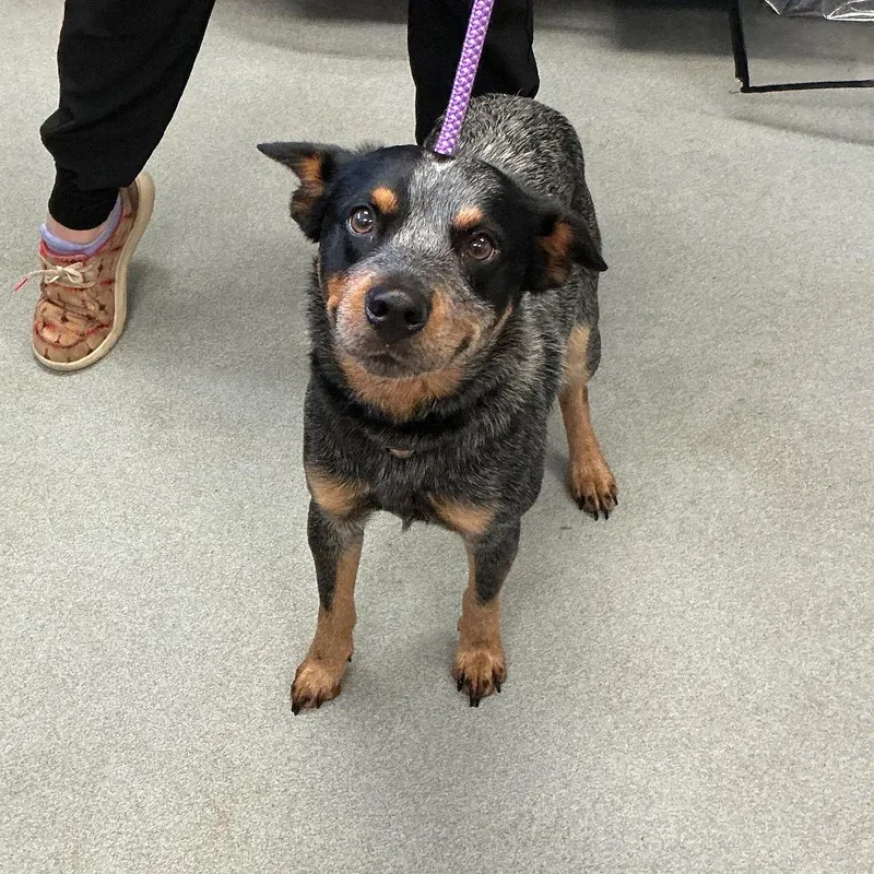 An adult medium-sized male Gray / Blue / Silver Australian Cattle Dog / Blue Heeler dog named Nutella for adoption in Spruce Pine, NC