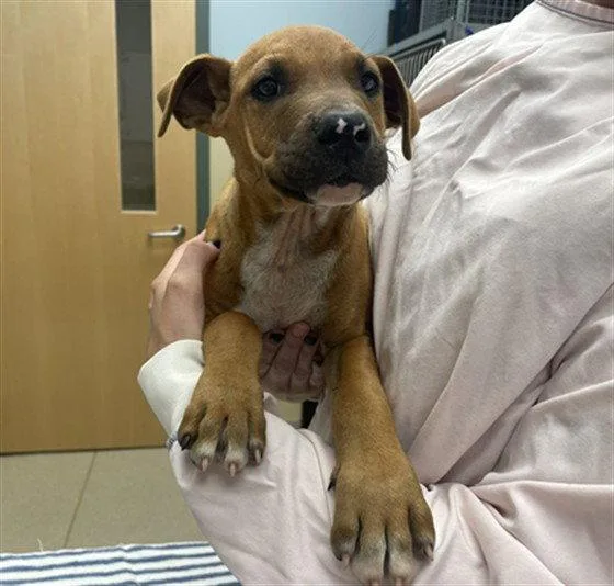 A baby large-sized male Mastiff dog named Buckle for adoption in Clyde, NC
