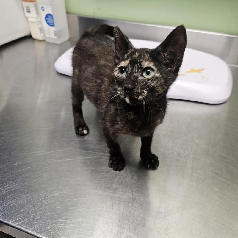 An adult small-sized female Tortoiseshell Domestic Short Hair cat named Fenway Nights for adoption in Austin, TX