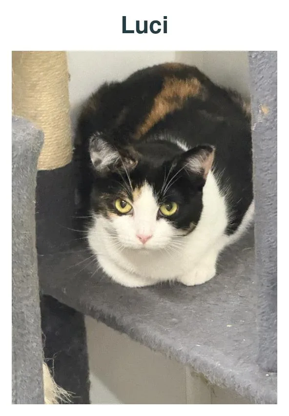 An adult medium-sized female Calico Domestic Short Hair cat named Luci for adoption in Richland Center, WI