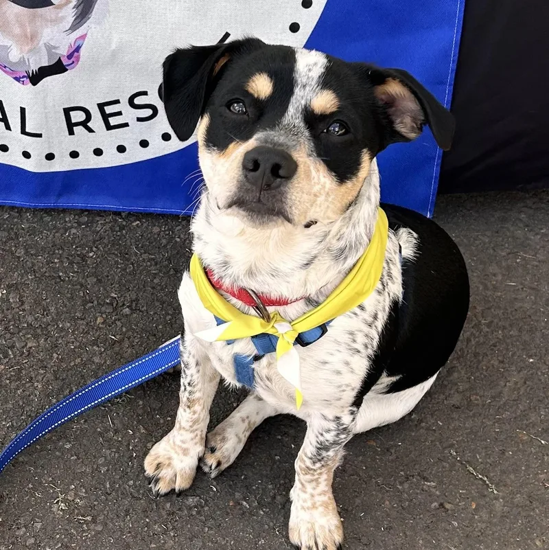 A baby medium-sized male Tricolor (Brown, Black, & White) Mixed Breed dog named Rubble for adoption in Salem, OR