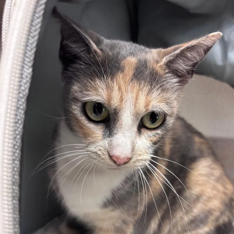 An adult medium-sized female Brown / Chocolate Domestic Short Hair cat named Wren for adoption in Santa Barbara, CA