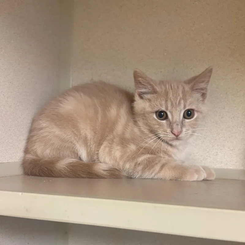 A baby medium-sized male Tabby (Buff / Tan / Fawn) Domestic Short Hair cat named Blair for adoption in Hudson, NY