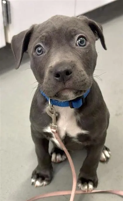 A baby small-sized male Pit Bull Terrier dog named Jeffgary for adoption in Seattle, WA