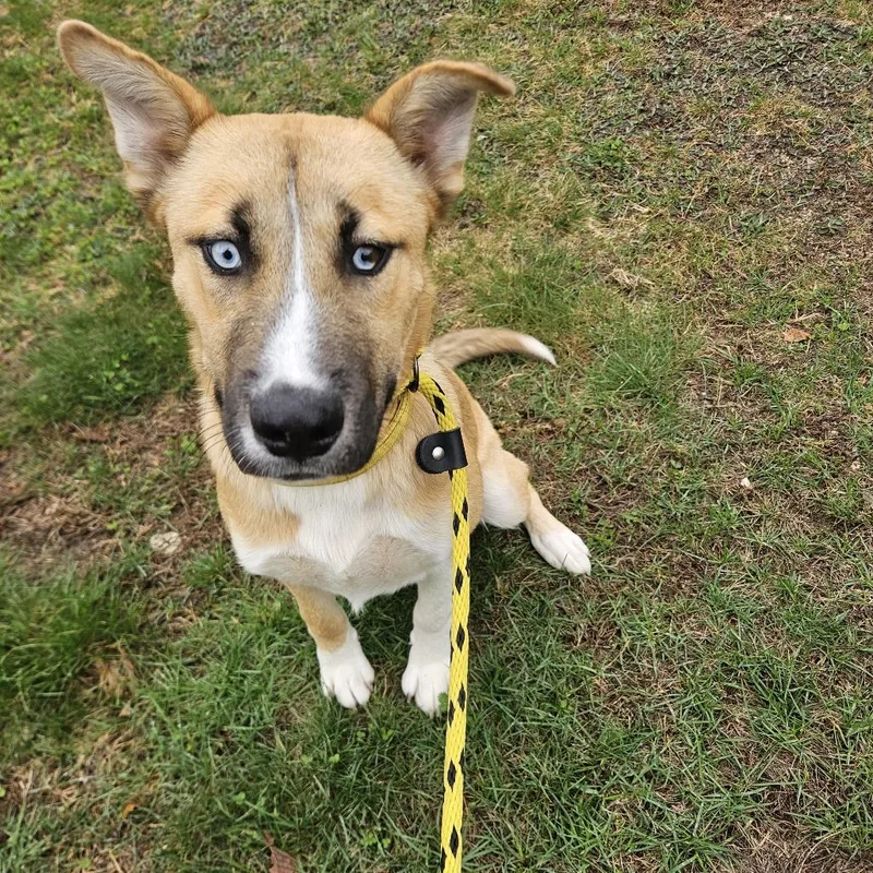 A young medium-sized male Yellow / Tan / Blond / Fawn Mixed Breed dog named Frankie for adoption in Conway, NH