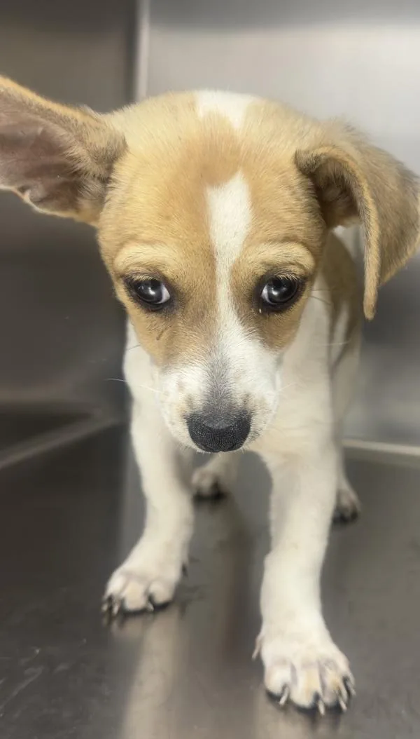A baby small-sized female Jack Russell Terrier dog named Pen Milagros for adoption in Lawrenceville, GA