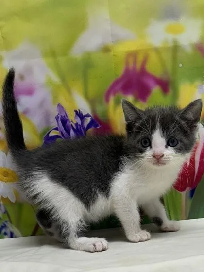 A young small-sized female Domestic Short Hair cat named Rachel Berry for adoption in San Antonio, TX