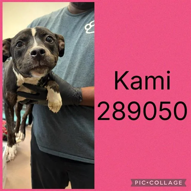 A young small-sized female Mixed Breed dog named Kami for adoption in Macon, GA