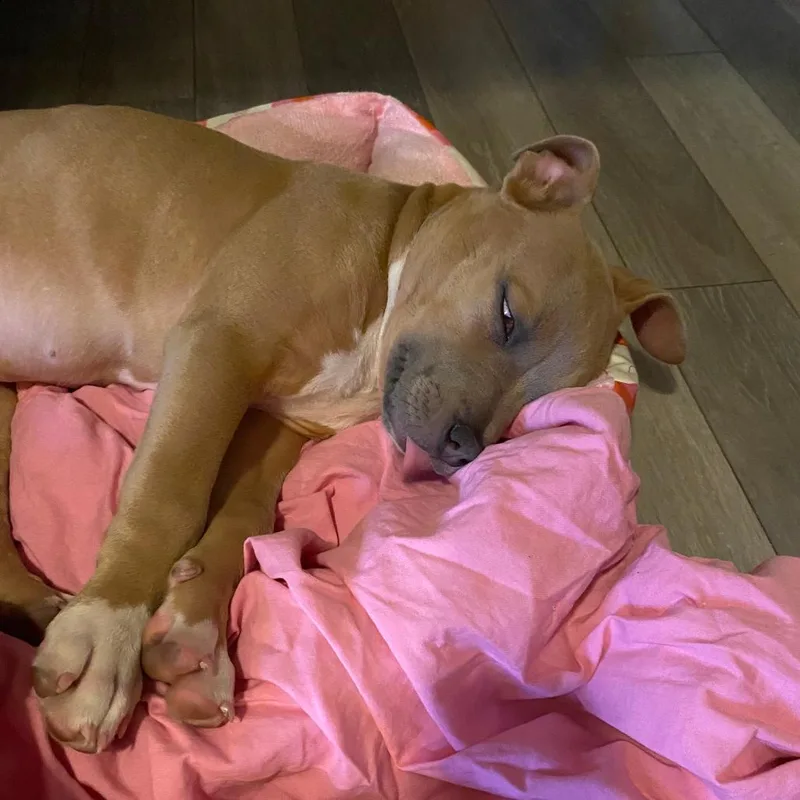 A baby small-sized female Yellow / Tan / Blond / Fawn Pit Bull Terrier dog named Dior for adoption in Bristol, IN
