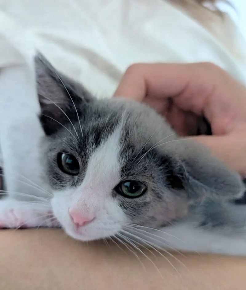 A baby small-sized male Gray & White Domestic Short Hair cat named Duncan for adoption in Los Angeles, CA