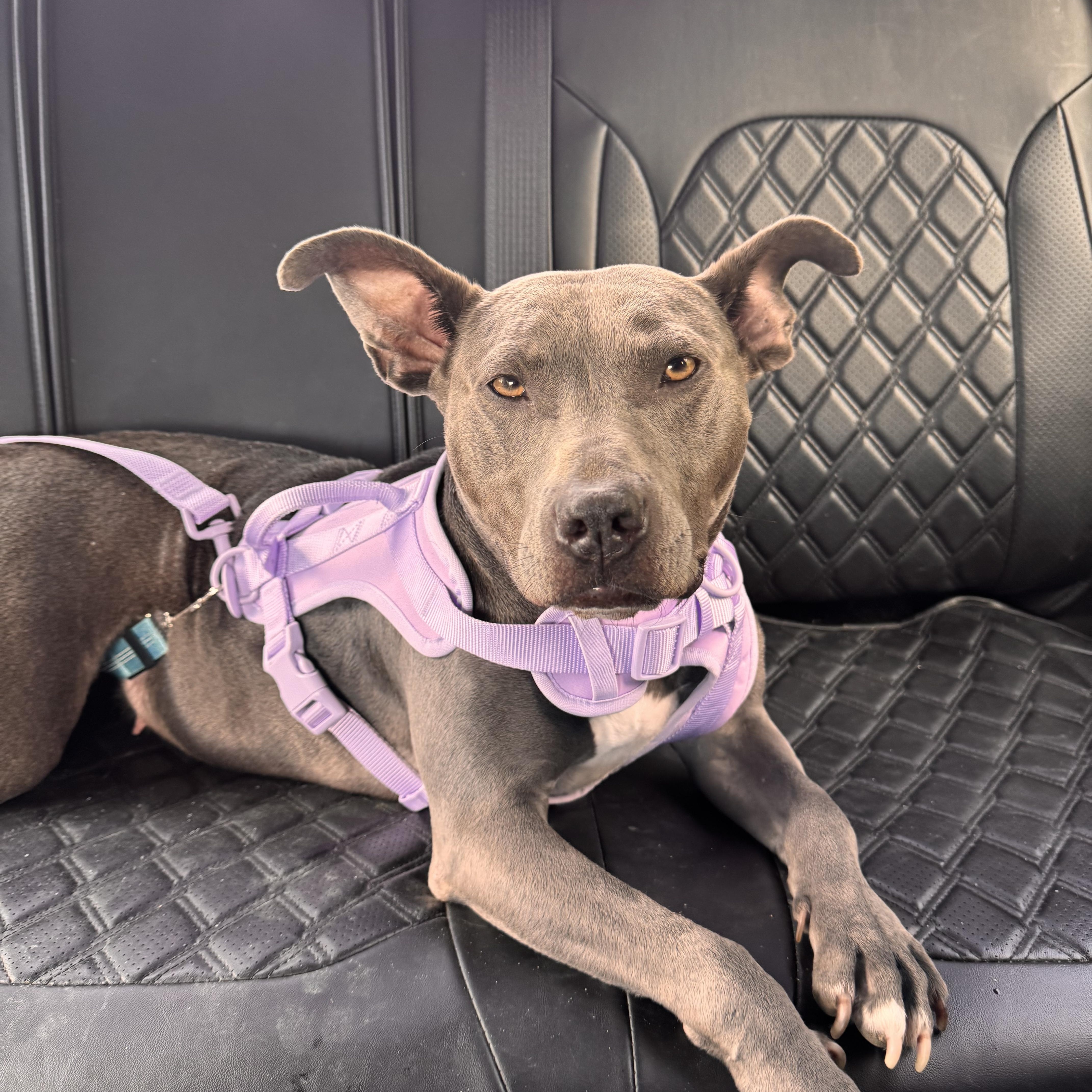 An adult medium-sized female Weimaraner dog named Dylia for adoption in Cordova, TN