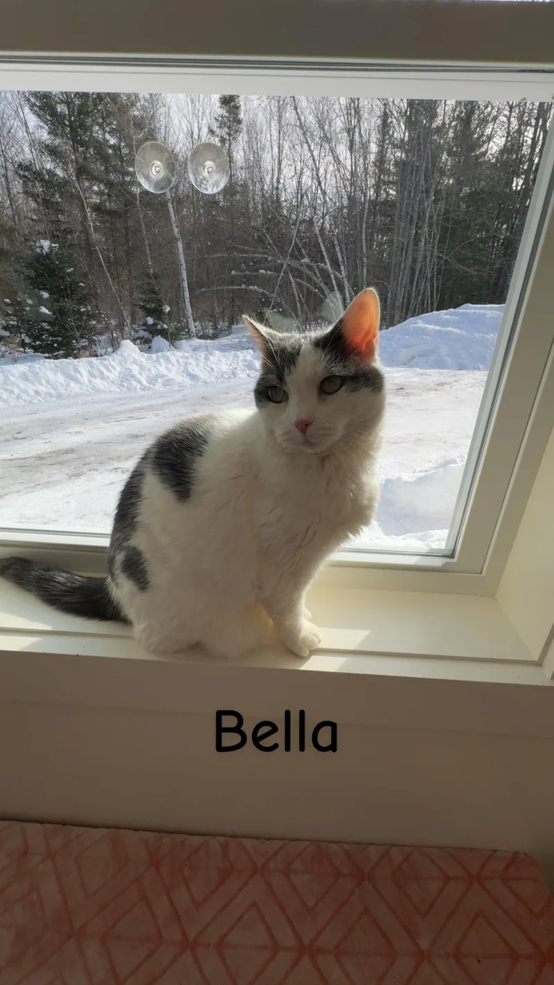 A senior large-sized female Domestic Short Hair cat named Bella for adoption in Cherryfield, ME