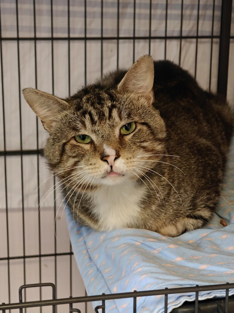 An adult medium-sized male Tabby (Brown / Chocolate) Domestic Short Hair cat named Sweet Boy for adoption in New Britain, CT