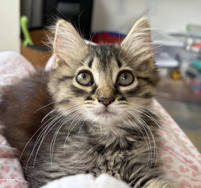 A baby medium-sized female Domestic Medium Hair cat named Bertie for adoption in Fort Myers, FL