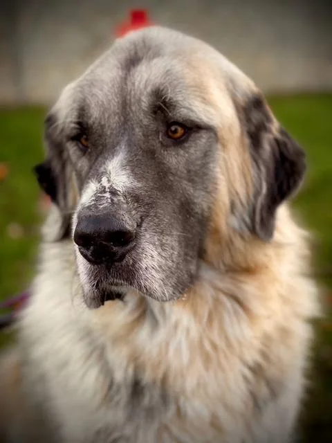 An adult extra large-sized male Sable Great Pyrenees dog named Whiskey A for adoption in San Andreas, CA
