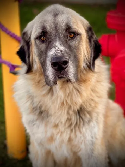 Whiskey A thumbnail 3