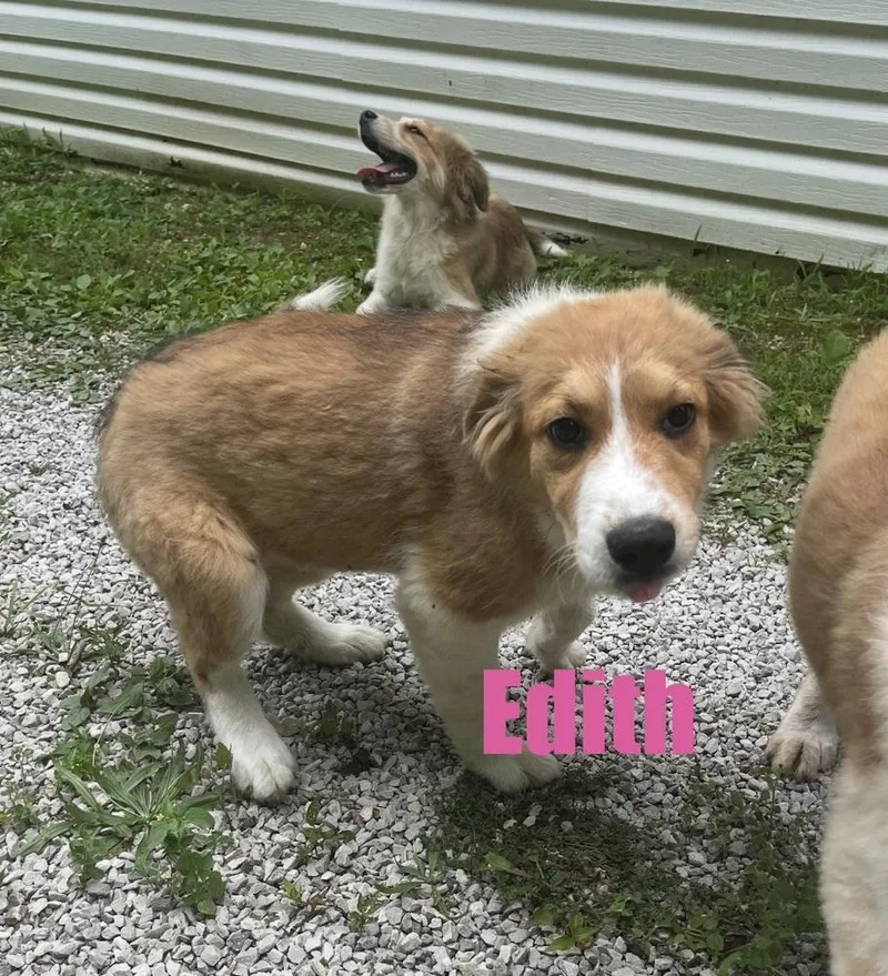A baby large-sized female Tricolor (Brown, Black, & White) Great Pyrenees dog named Edith for adoption in Irwin, PA