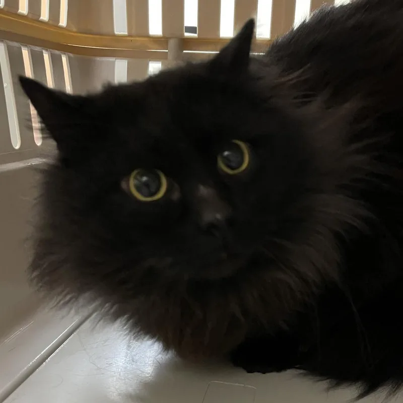 An adult medium-sized male Domestic Long Hair cat named Vader for adoption in Lynchburg, VA