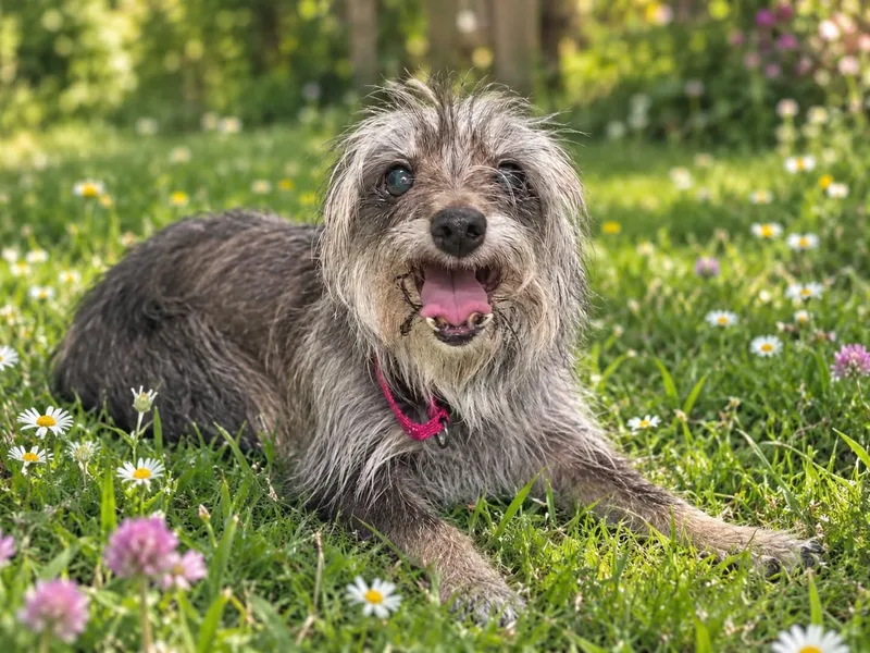 A senior small-sized female Gray / Blue / Silver Yorkshire Terrier dog named Cheerio for adoption in Myakka City, FL