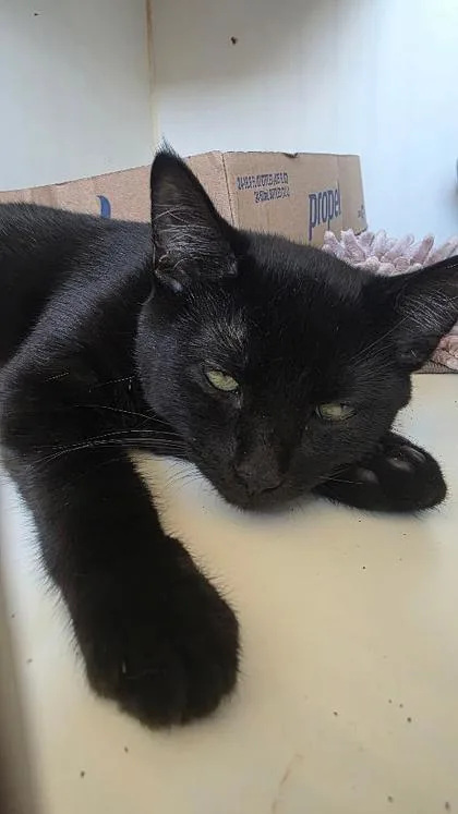 A baby small-sized male Domestic Short Hair cat named Cory for adoption in Clinton, MO