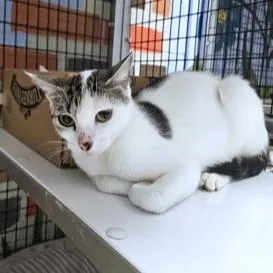 A young small-sized female Domestic Short Hair cat named Cammi for adoption in Washington, DC