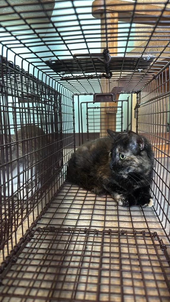 A young medium-sized female Domestic Short Hair cat named Sodie Pop for adoption in New Braunfels, TX