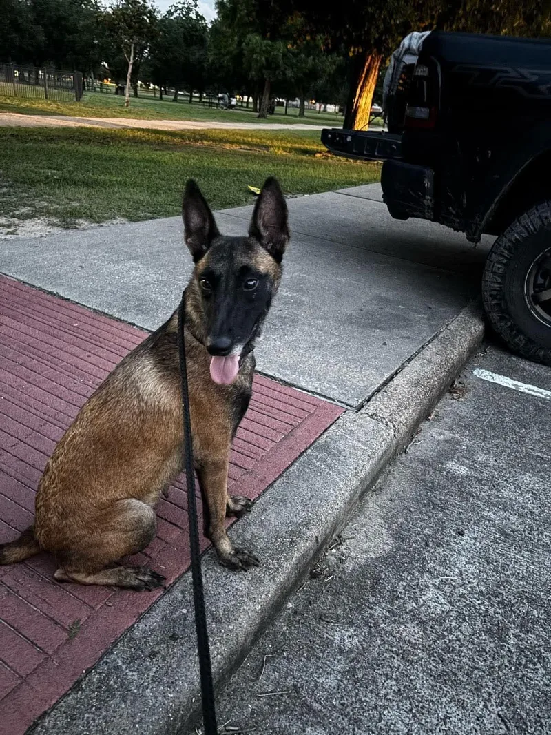 A young large-sized female Belgian Shepherd / Malinois dog named Mystique for adoption in Houston , TX