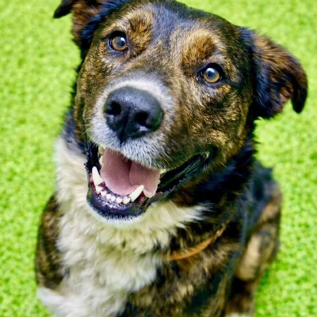 A young large-sized male Shepherd dog named Banks for adoption in Battle Creek, MI
