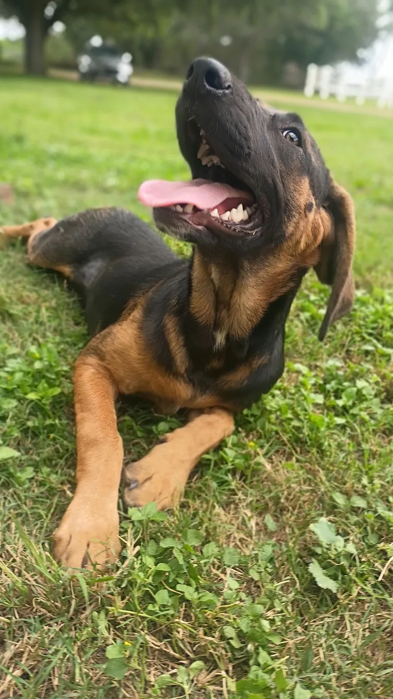 A young large-sized female Brown / Chocolate Bloodhound dog named Blossom Your New for adoption in Houston, TX