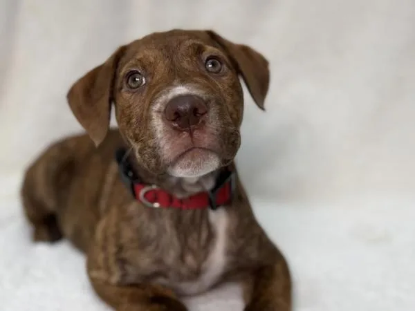 A baby small-sized female Pit Bull Terrier dog named Pistachio for adoption in Portland, OR