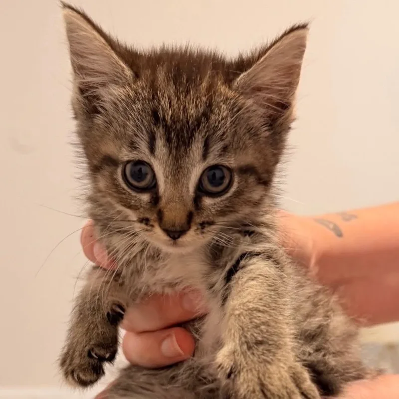 A baby small-sized female Gray / Blue / Silver American Shorthair cat named Toffee for adoption in Bessemer, AL