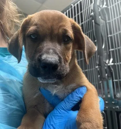 An adult medium-sized male Shepherd dog named Bob Barker for adoption in Merriam, KS