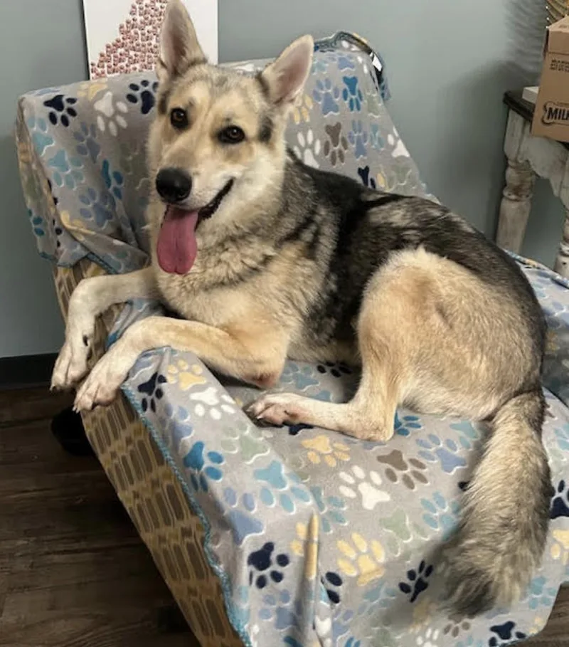 Cosmo Courage thumbnail 2