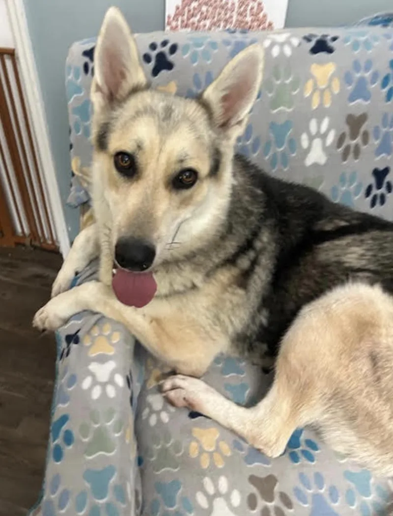 Cosmo Courage thumbnail 4