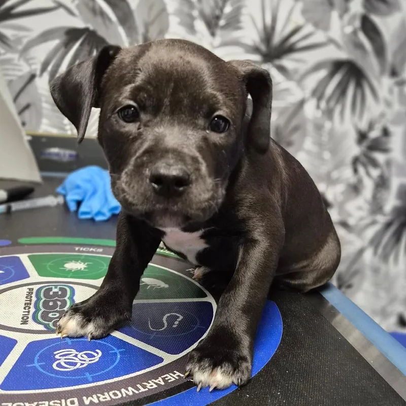 A baby small-sized male Black American Bulldog dog named Tank for adoption in Wahiawa, HI
