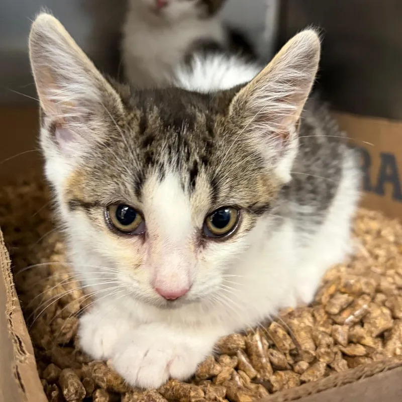 A baby small-sized female Gray / Blue / Silver Domestic Short Hair cat named Cecily for adoption in Newark, NJ