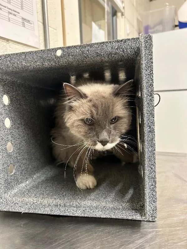 A senior medium-sized male Domestic Long Hair cat named Gramps for adoption in Fruit Heights, UT