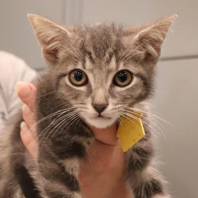A baby small-sized male Domestic Short Hair cat named Dr. Orchid for adoption in Port Washington, NY