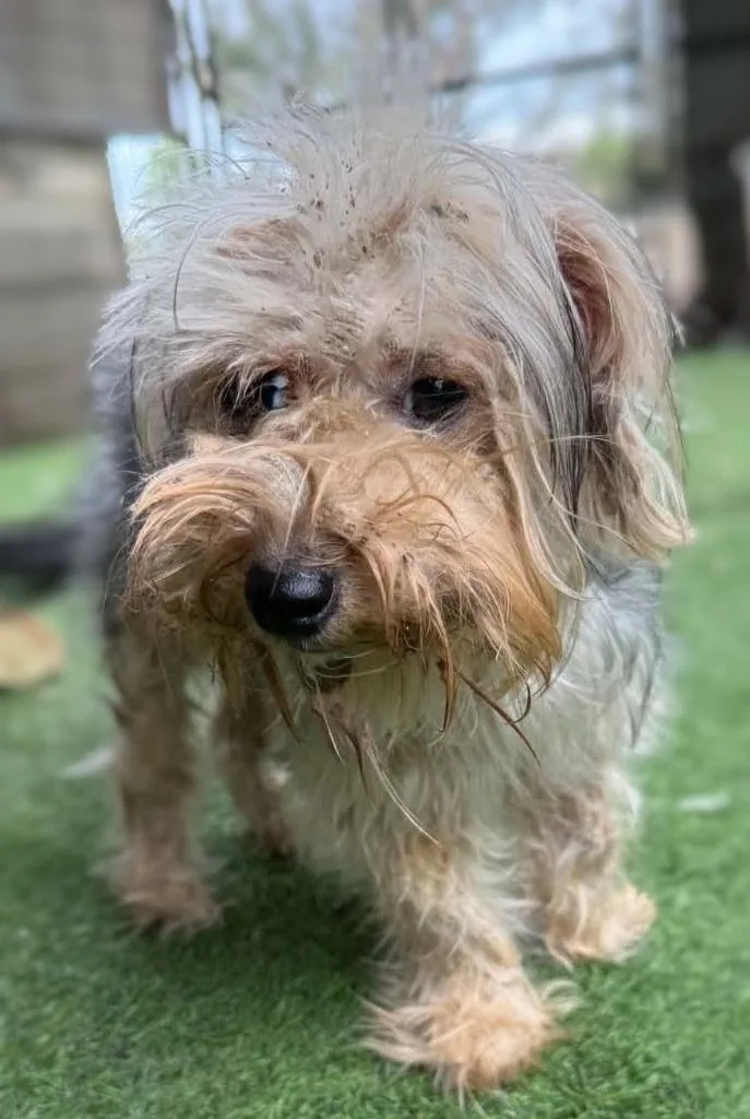A young small-sized female Yorkshire Terrier dog named Braga for adoption in San Diego, CA