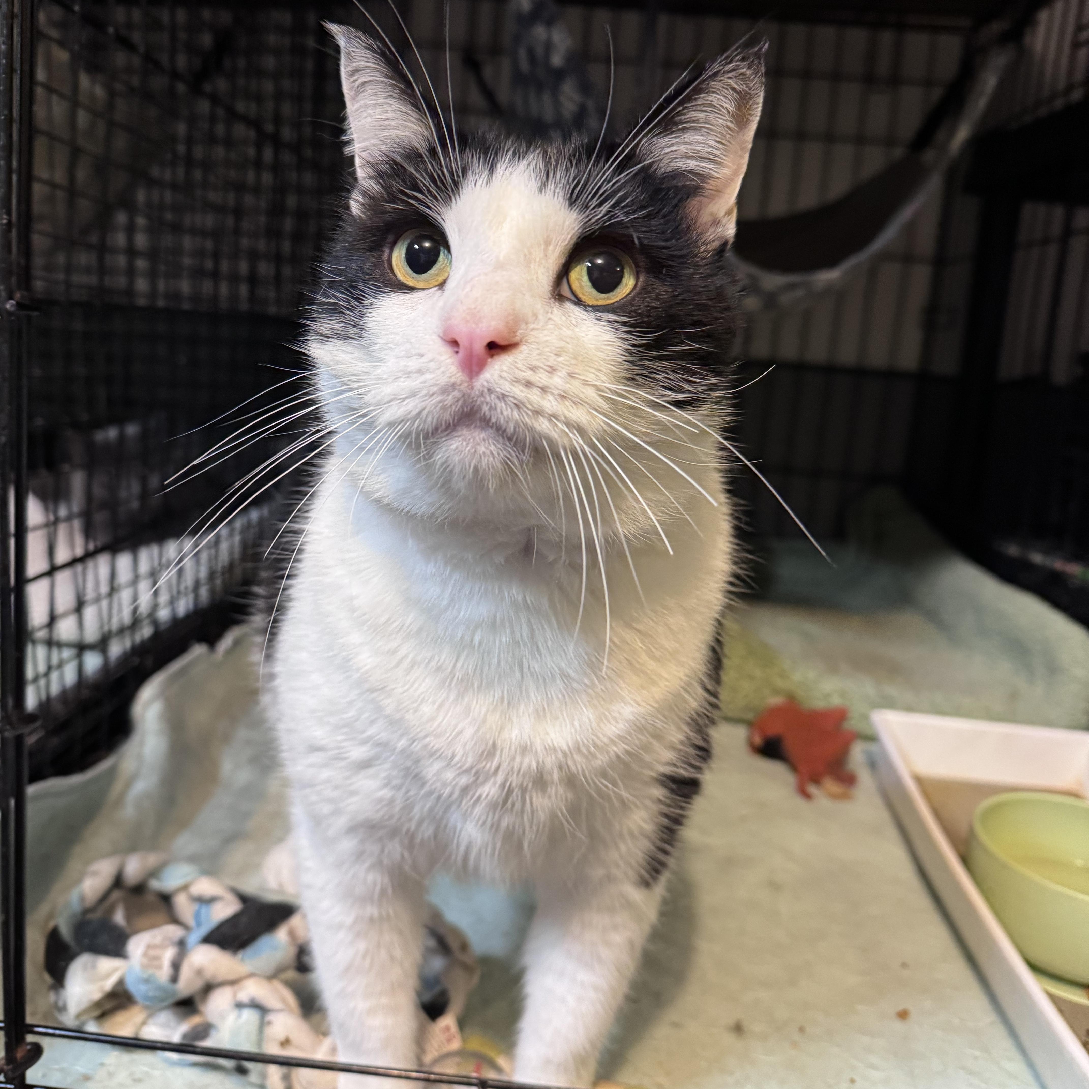 An adult large-sized male Domestic Short Hair cat named August for adoption in Newburgh, NY