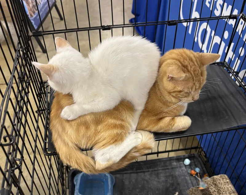 An adult medium-sized male Domestic Short Hair cat named Bootsie for adoption in GREENVILLE, NC
