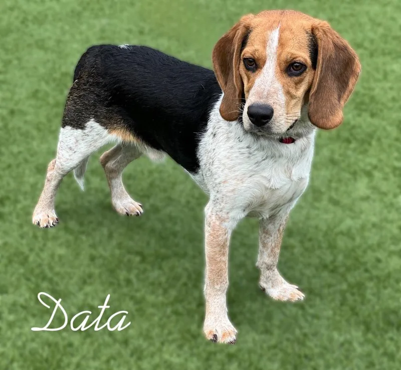 A baby medium-sized male Basset Hound dog named Data for adoption in Dalton, GA